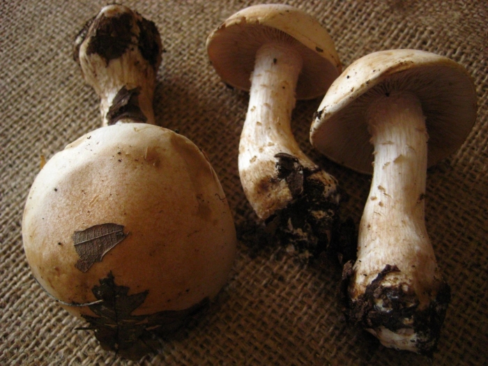 Паутинник триумфальный гриб