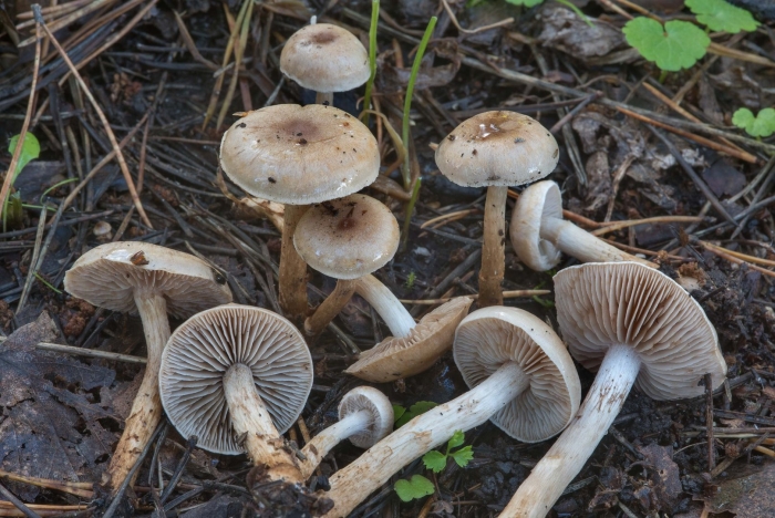 Гебелома опоясанная