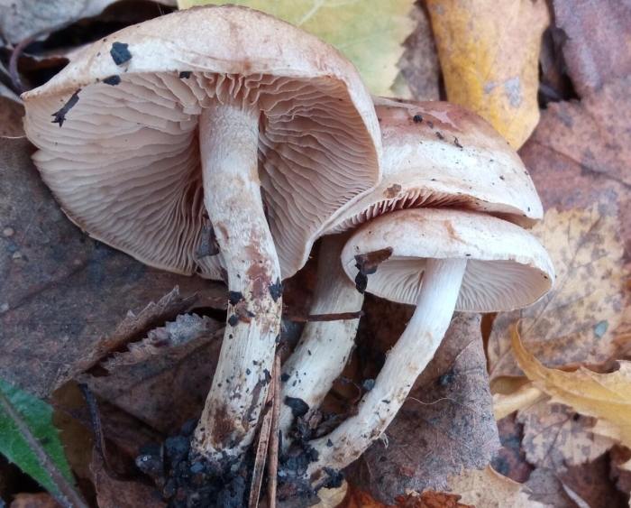 Гебелома клейкая