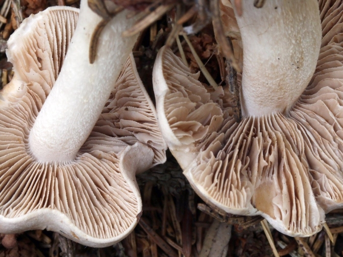 Гебелома гриб