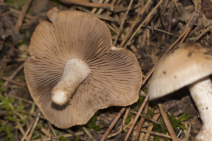 Гебелома горчичная