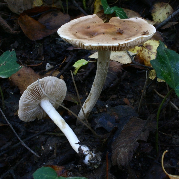 Hebeloma crustuliniforme