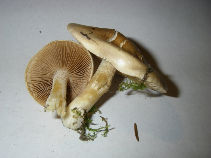 Гебелома корневидная