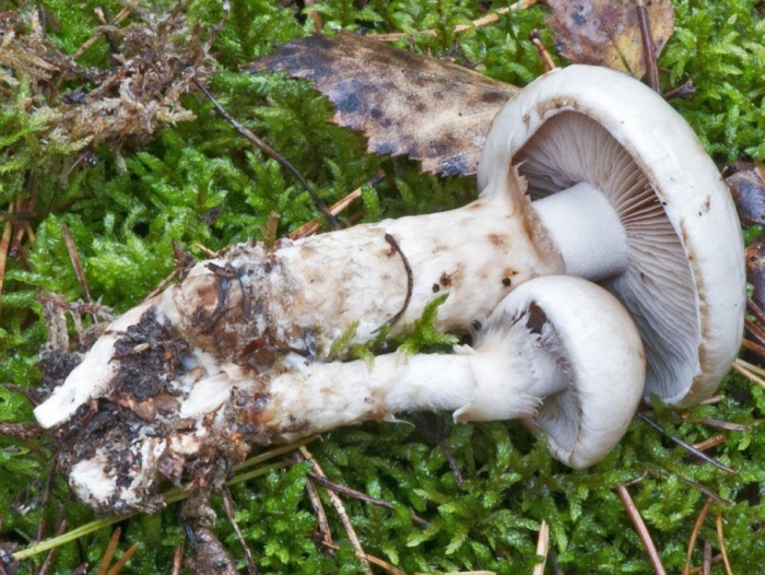 Паутинник опоясанный