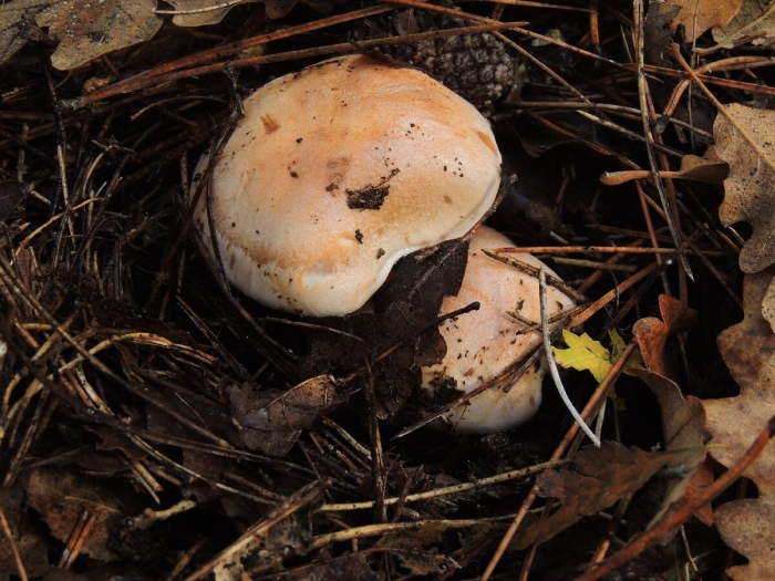 Ложный валуй