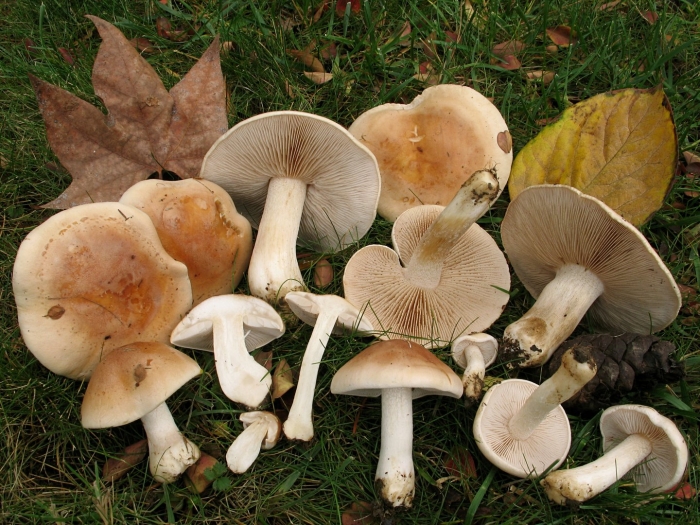 Гебелома клейкая валуй ложный