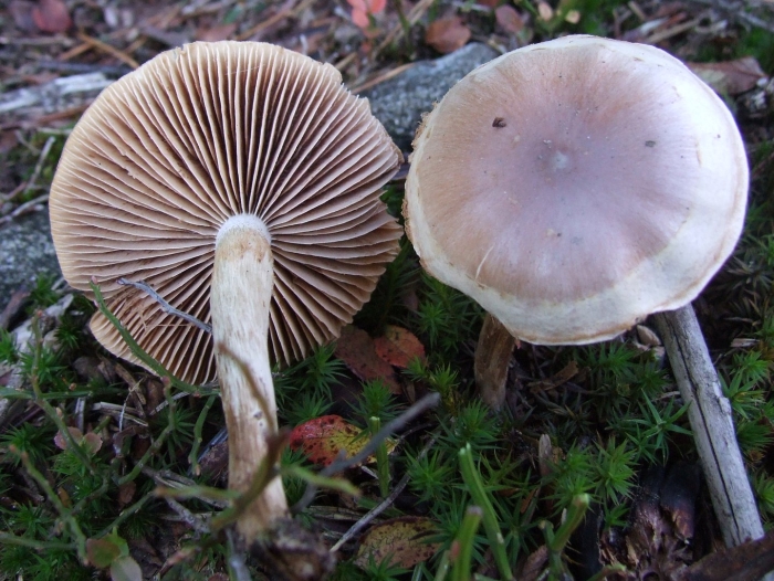 Cortinarius uliginosus