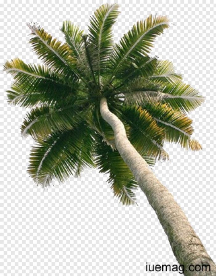 Пальма на прозрачном фоне