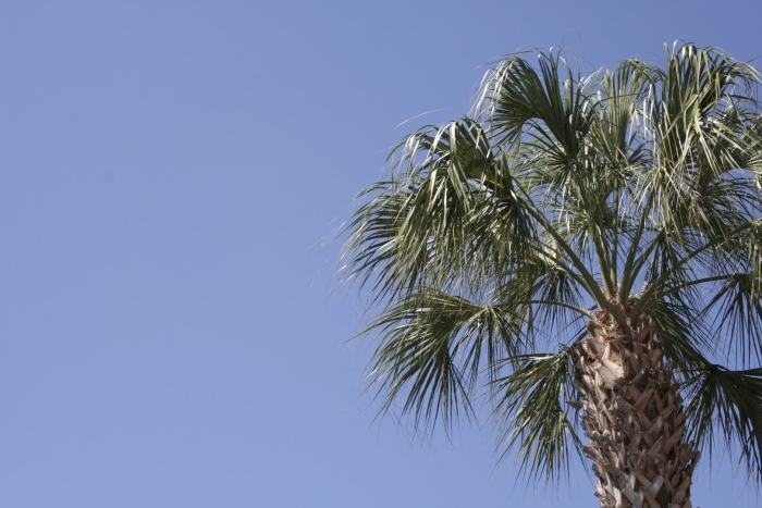 Тропические деревья