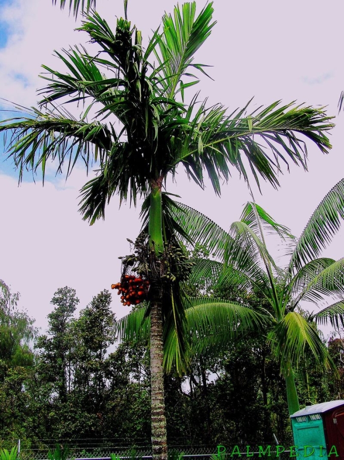 Персиковая пальма (bactris gasipaes) плоды