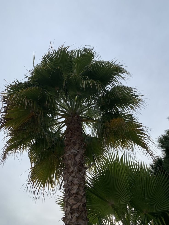 Пальма вашингтония нитеносная