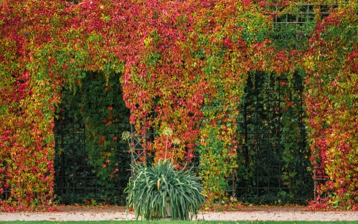 Лиана девичий виноград триостренный