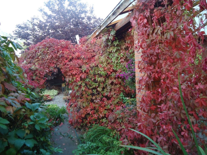 Девичий виноград пятилисточковый