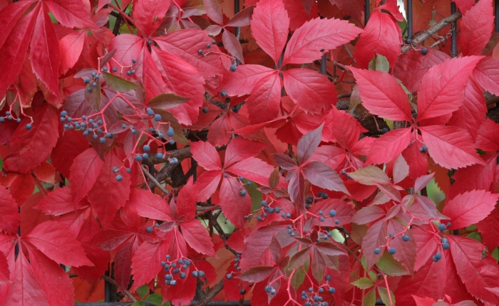 Девичий виноград parthenocissus quinquefolia