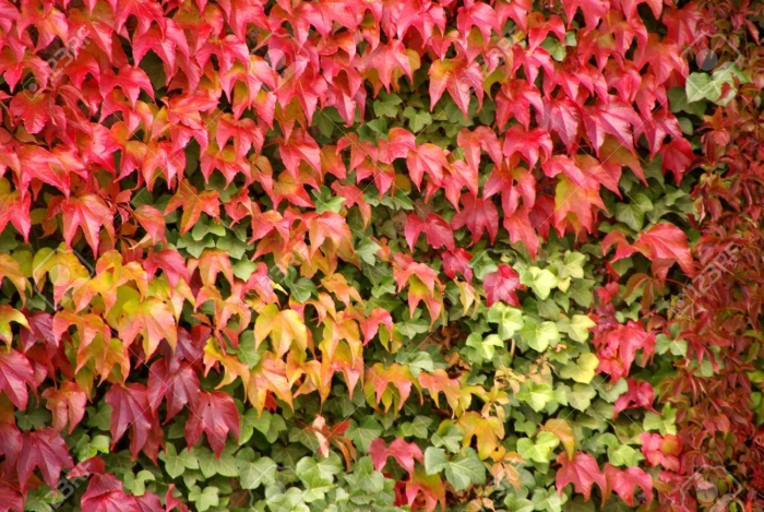 Parthenocissus tricuspidata