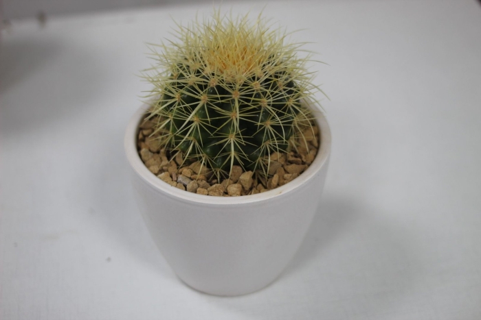 Кактус эхинокактус грузони