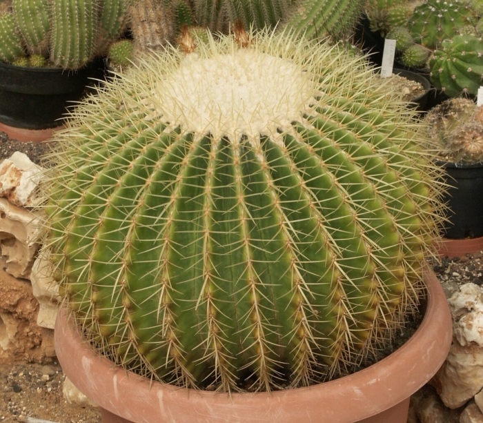 Эхинокактус грузони