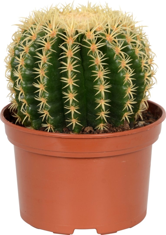 Эхинокактус бревиспина