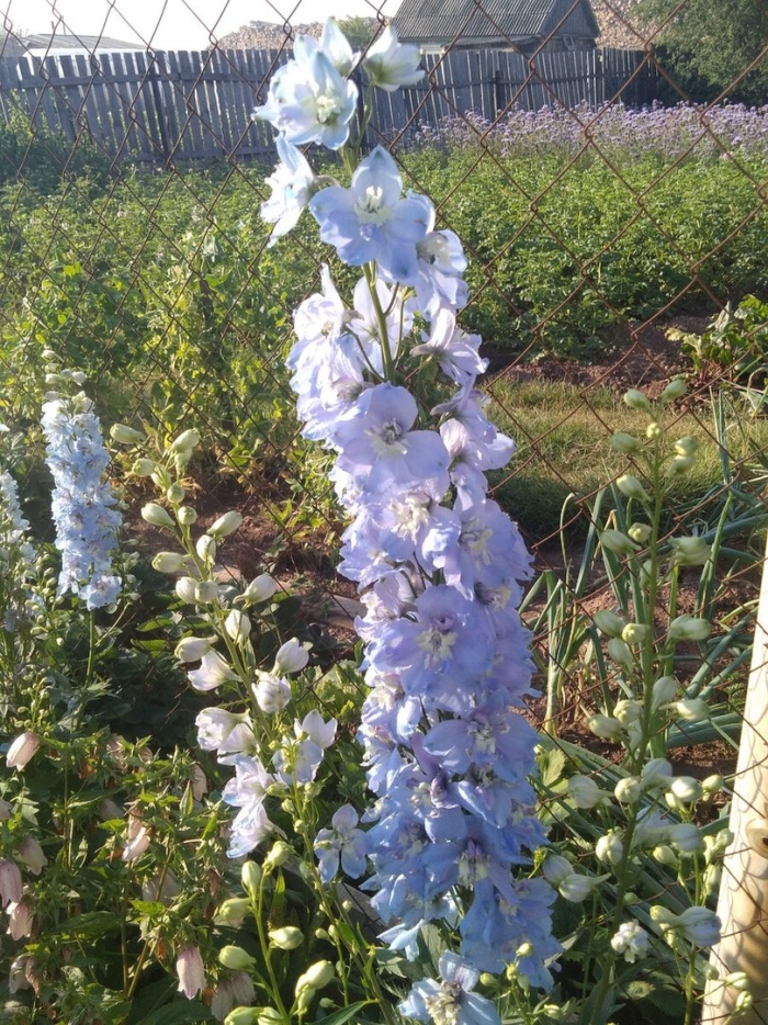 Цветок дельфиниум