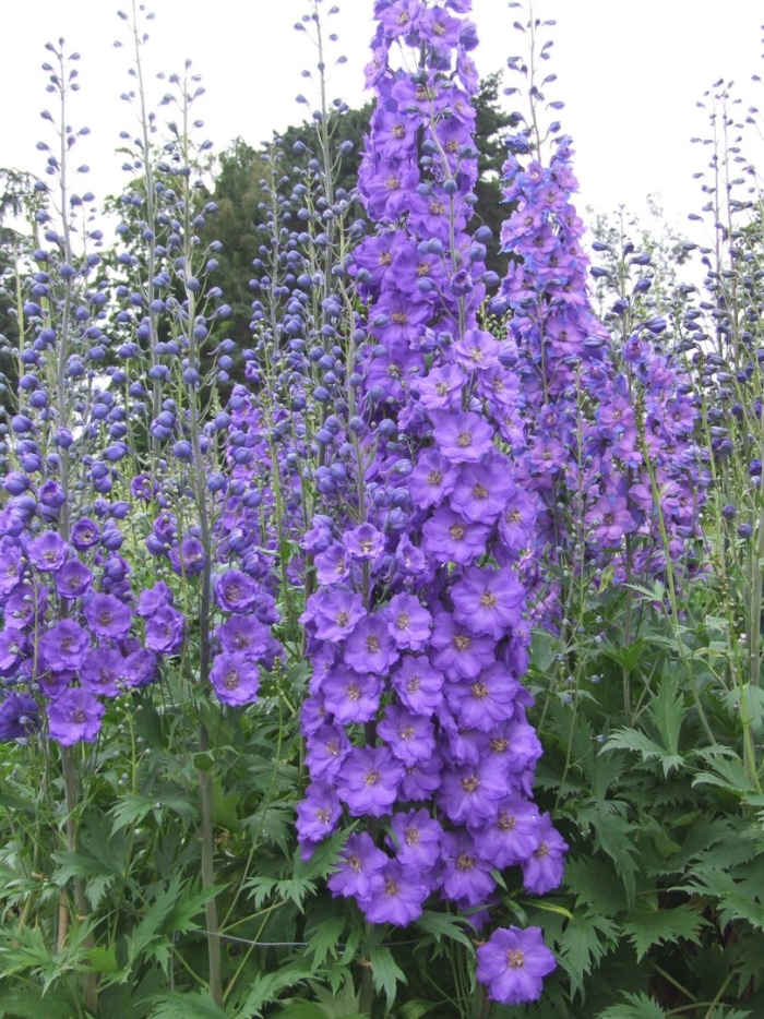 Дельфиниум аякса