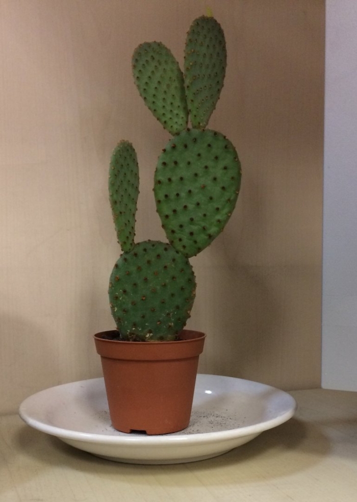 Опунция кактус