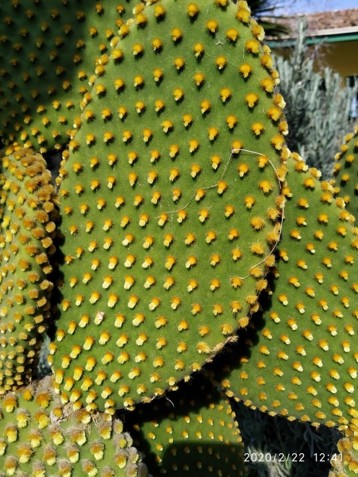 Кактус плоский