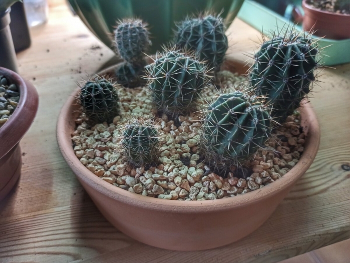 Горшки для кактусов