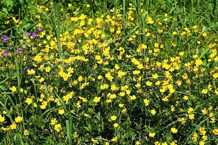 Лютик куриная слепота