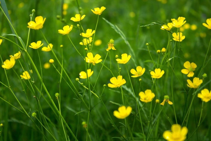 Лютики полевые