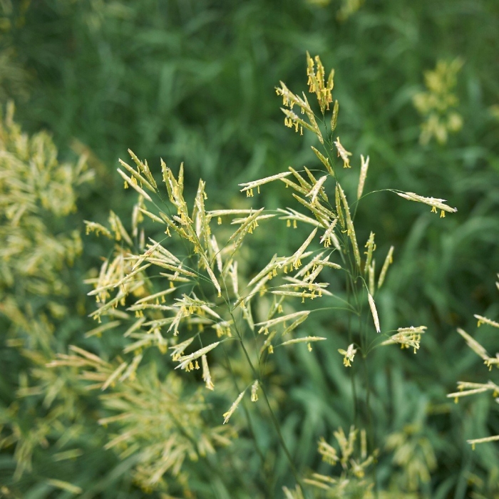 Костер безостый