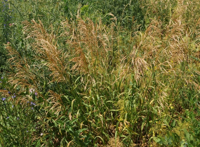 Кострец (костер) безостый.