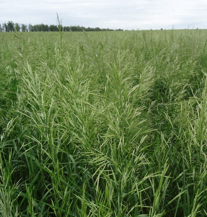 Овсяница луговая