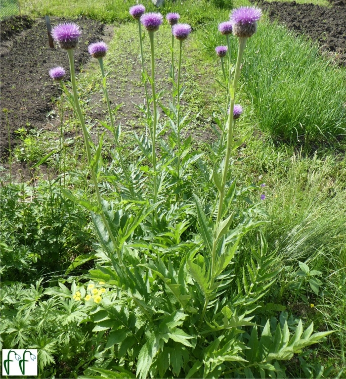 Левзея сафлоровидная