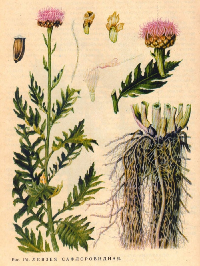 Левзея сафлоровидная маралий корень