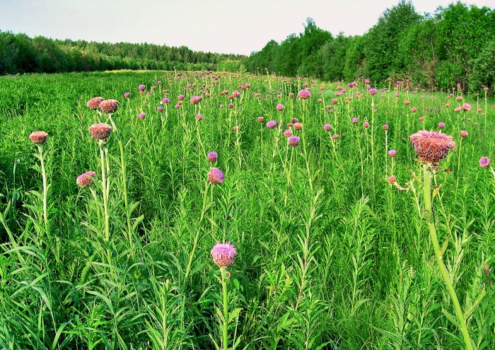 Левзея сафлоровидная