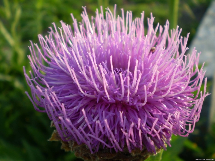 Маралий корень левзея