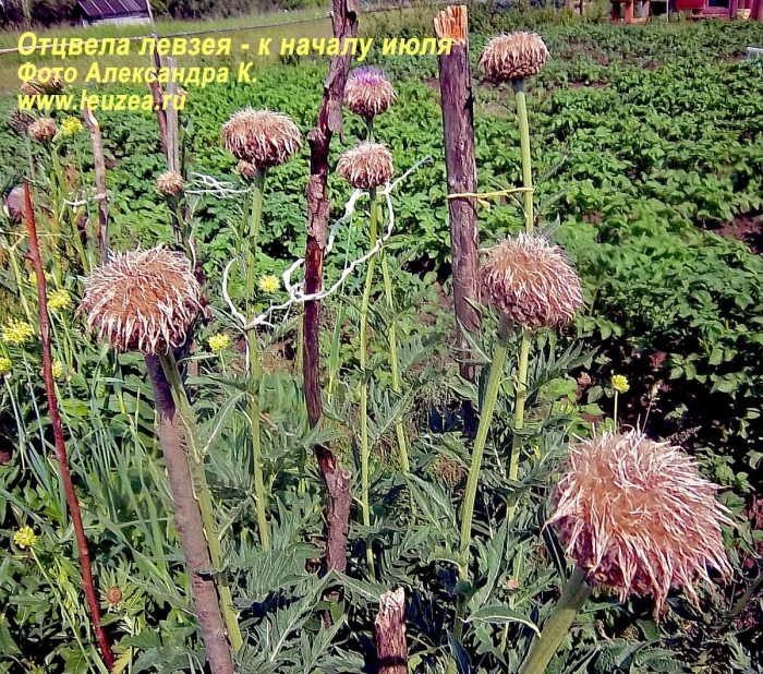 Маралий корень левзея