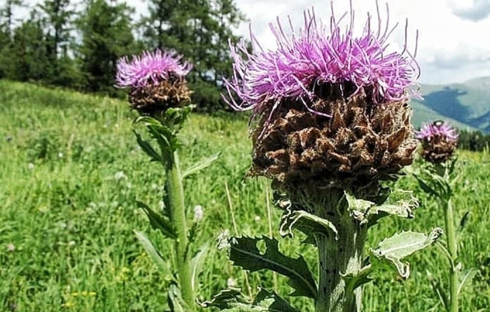 Левзея сафлоровидная корень