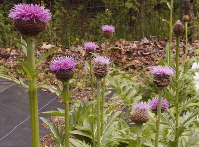 Левзея сафлоровидная растение