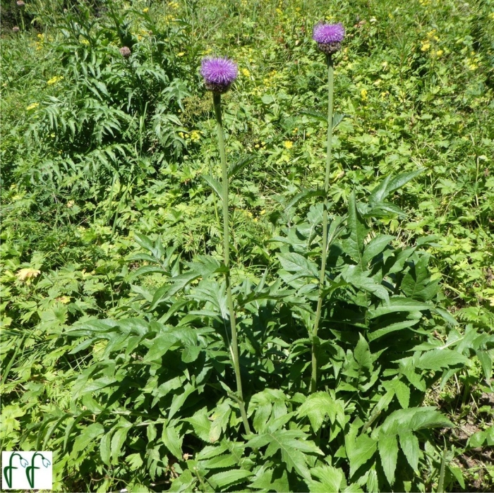 Левзея сафлоровидная маралий корень