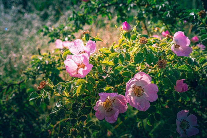 Шиповник воронцовский 3