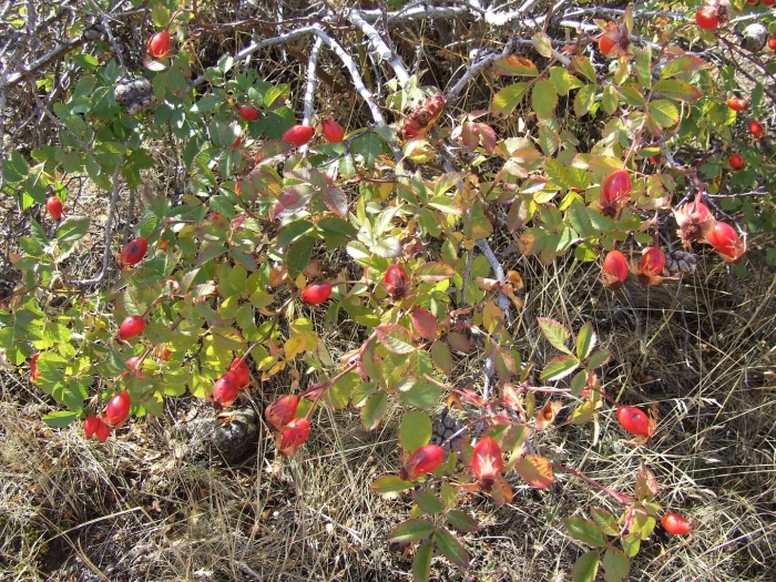 Шиповник даурский ягода