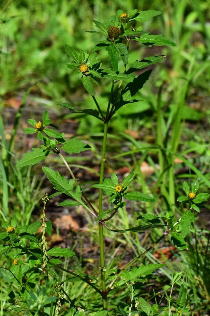 Череда трёхраздельная растение