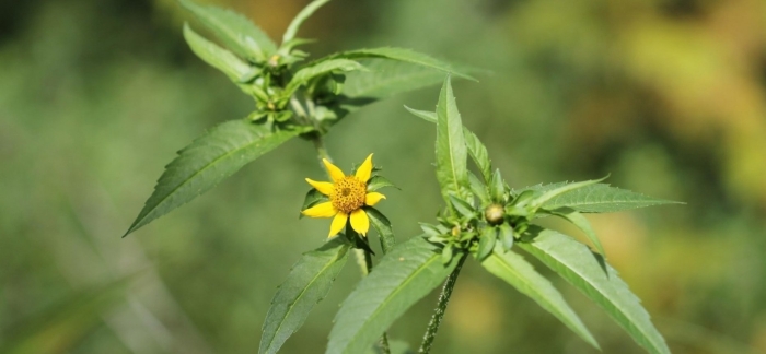 Череда трехраздельная