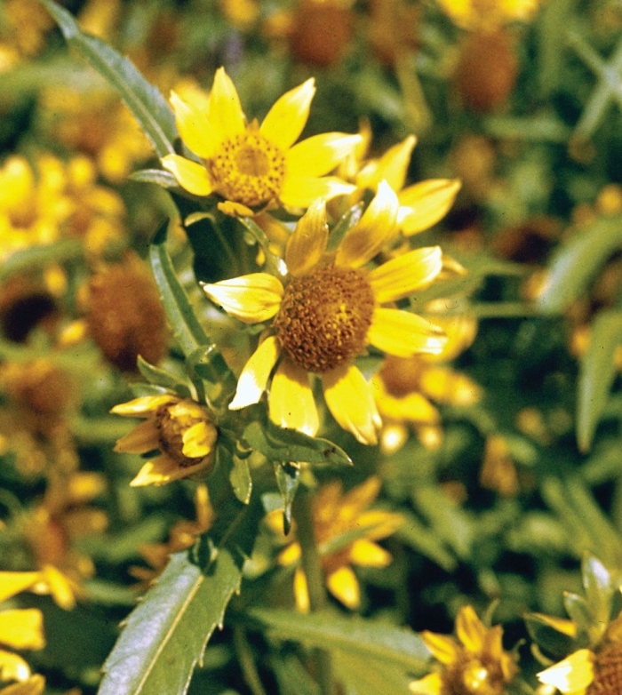 Череда олиственная