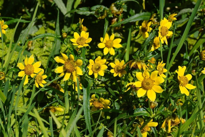 Череда трёхраздельная