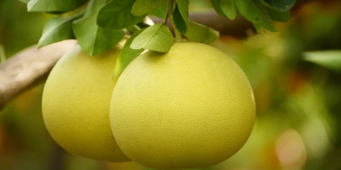 Что такое помело фрукт