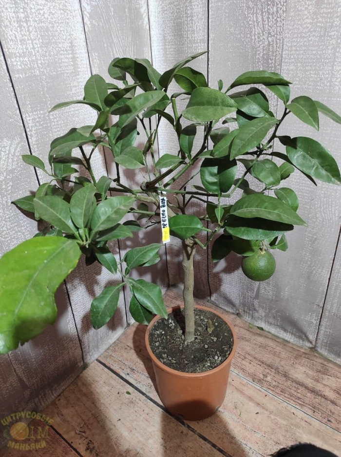 Цитрофортунелла грейпфрут