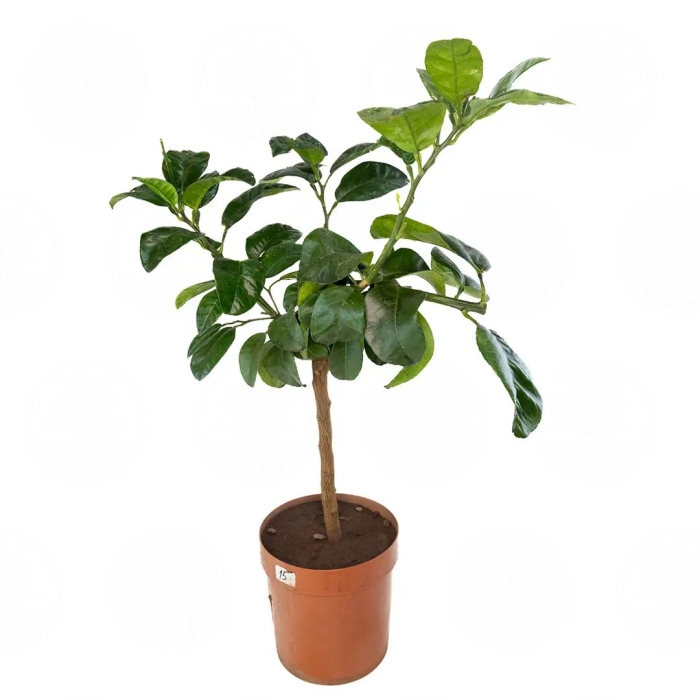 Растения цитрус