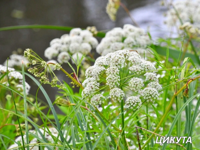Цикута болиголов